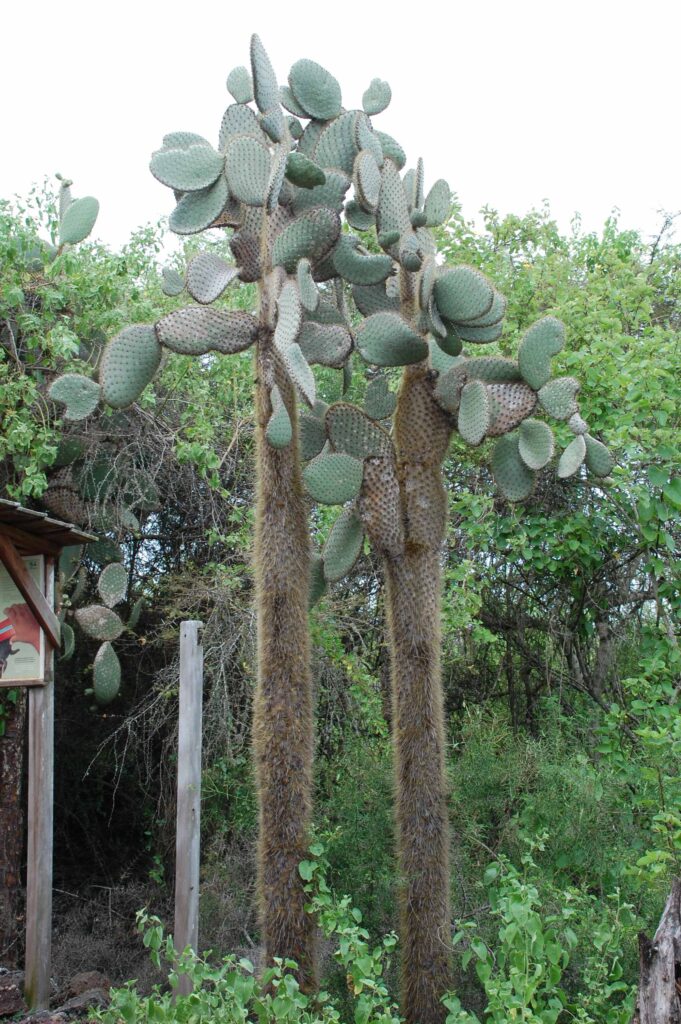 Look at the long trunk of the unique cactus plant.