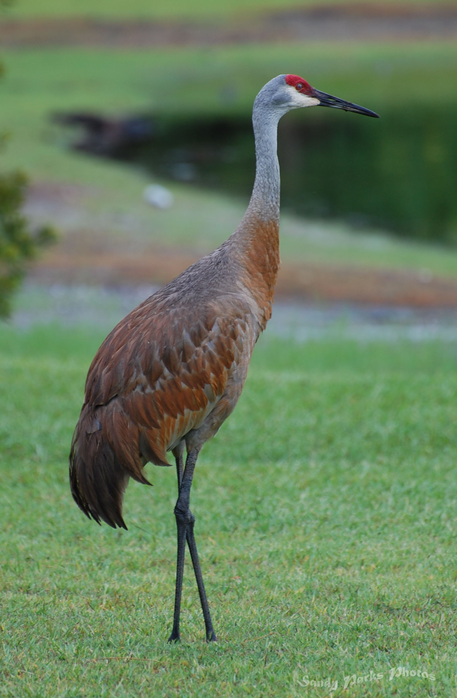 The Sandhill Crane can be curious and rather fearless, when it comes to cars and planes.